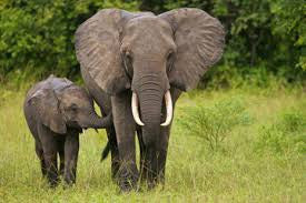 Trump for animal friendly Ivory!!!